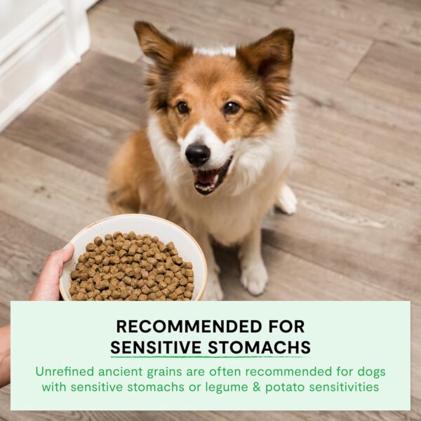 Open Farm Ancient Grain Dog Food High Protein Sensitive-3